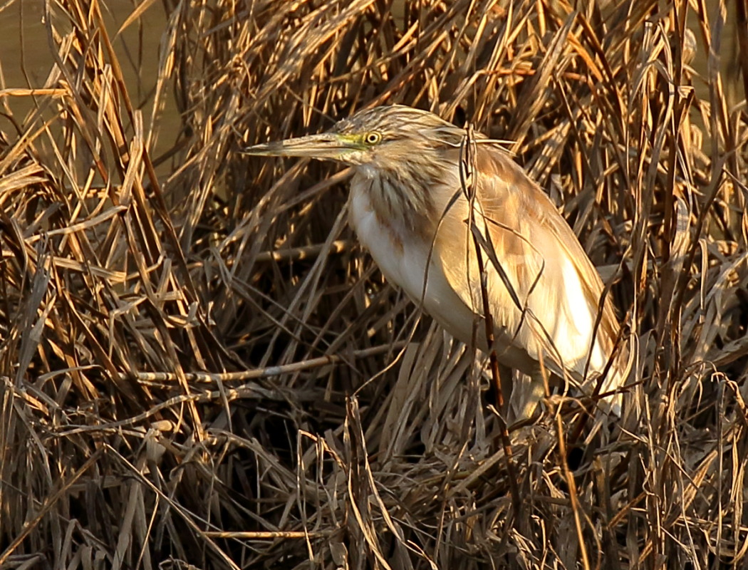 Squacco Heron