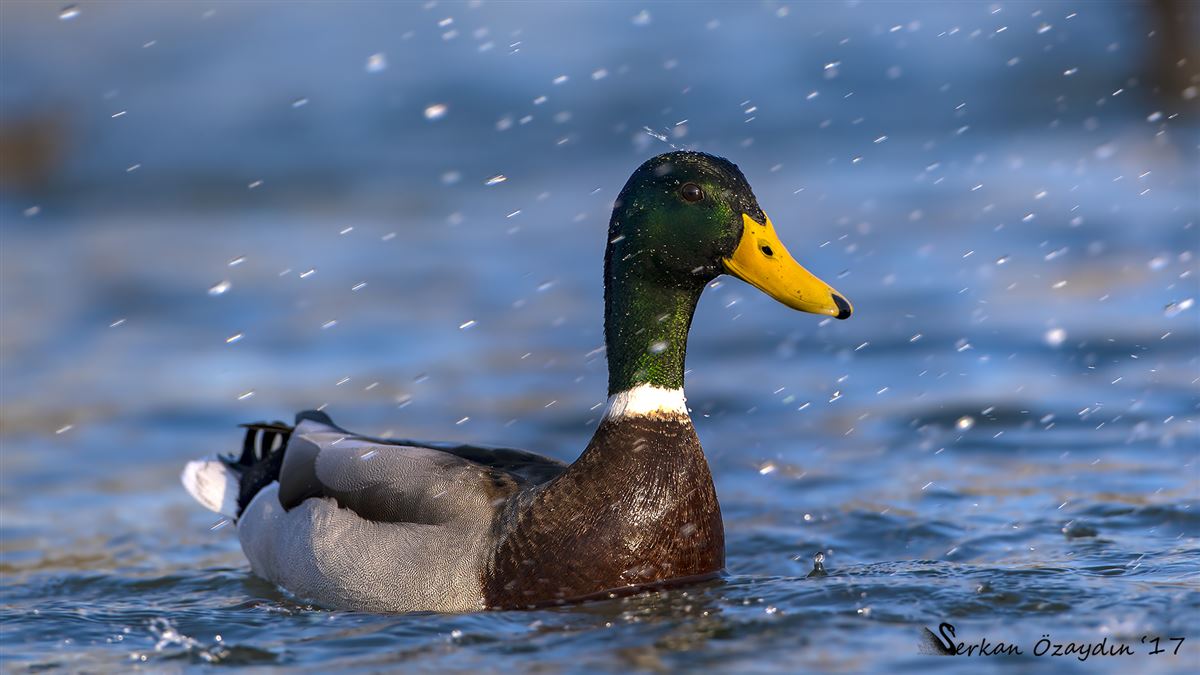 Mallard