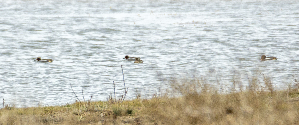 Eurasian Teal