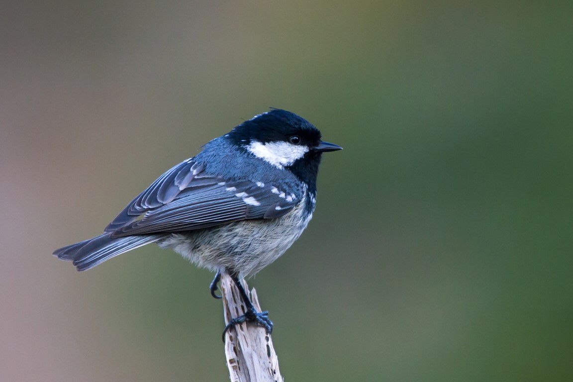 Coal Tit