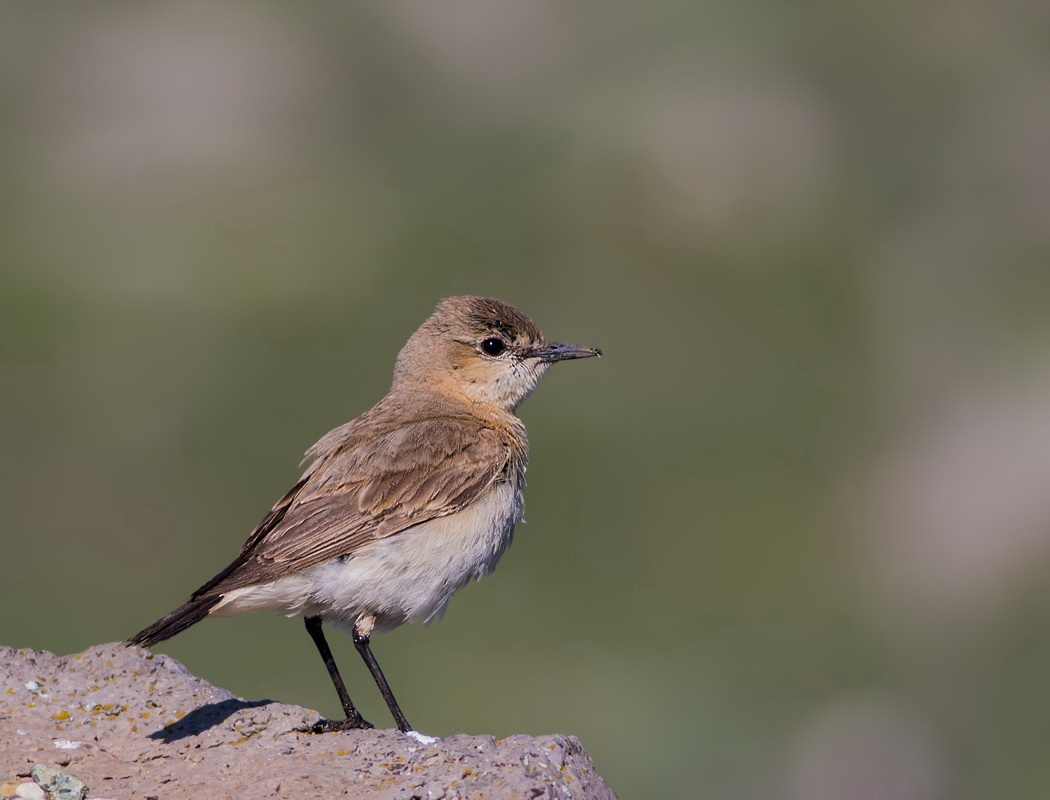 Isabelline Wheatear