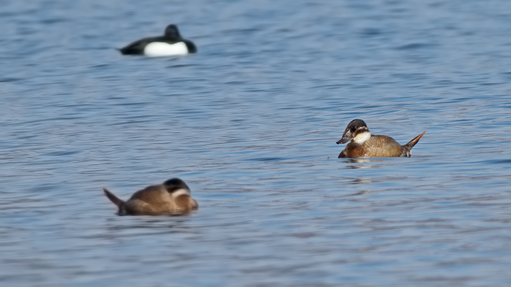 White-headed Duck