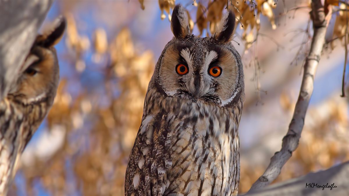 Long-eared Owl