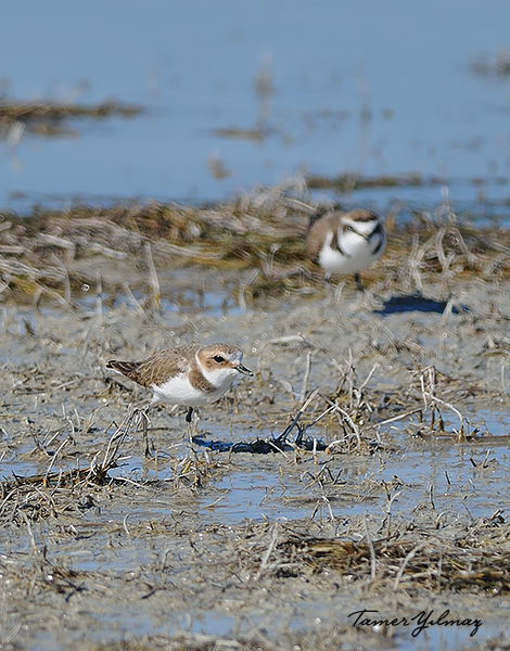 Kentish Plover
