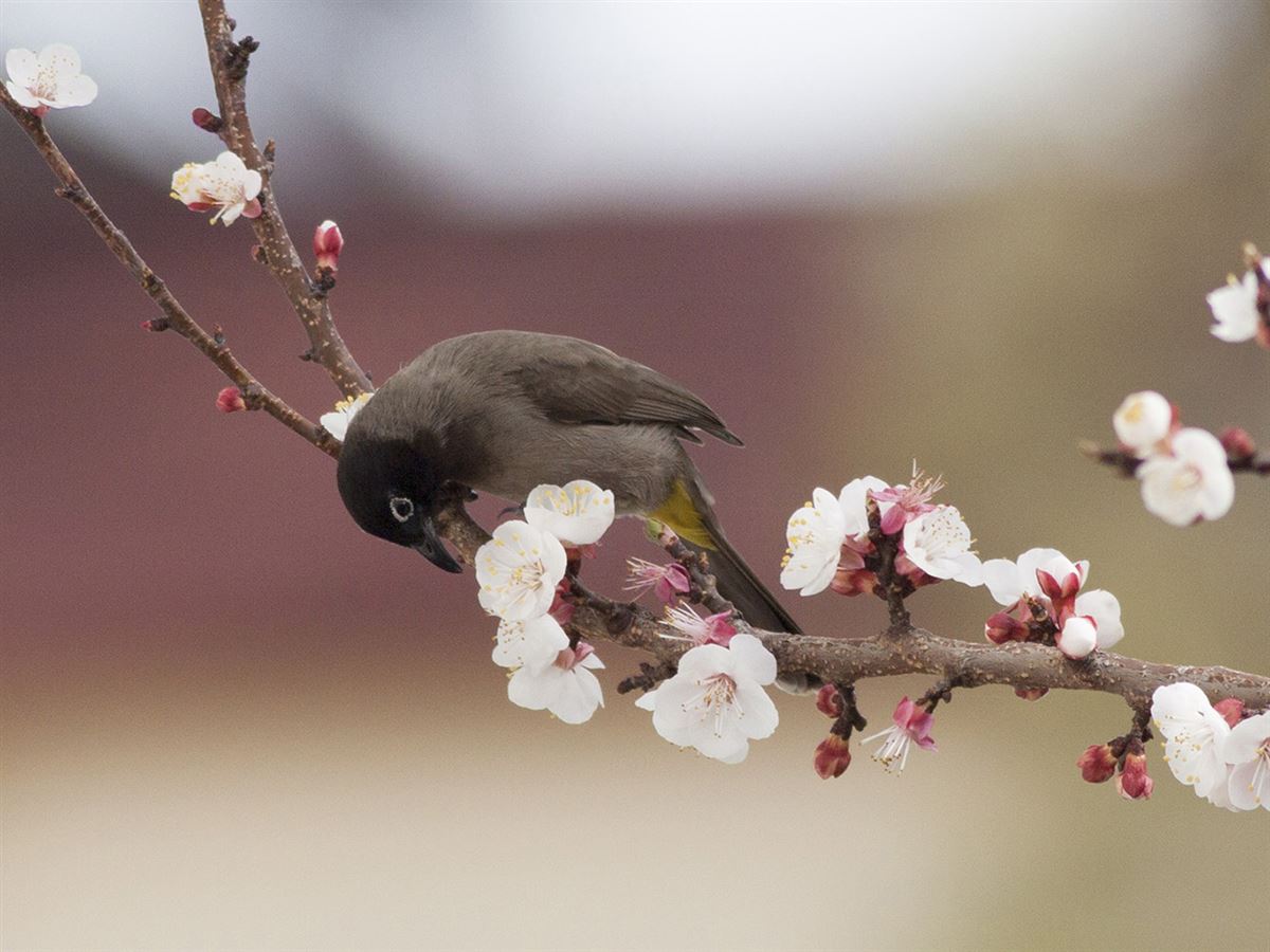 White-spectacled Bulbul