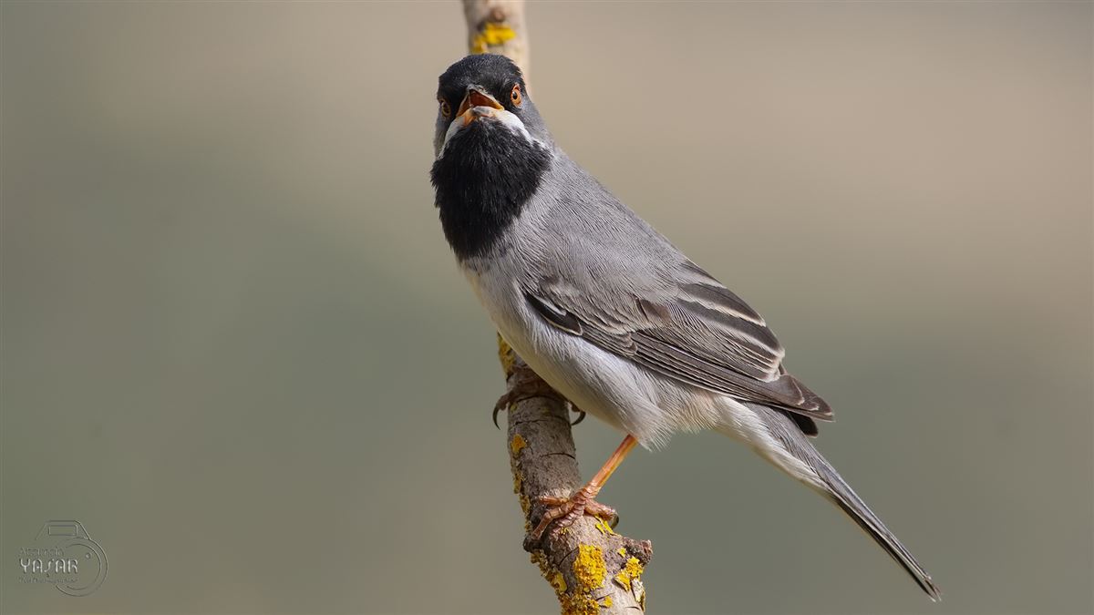 Rüppell`s Warbler