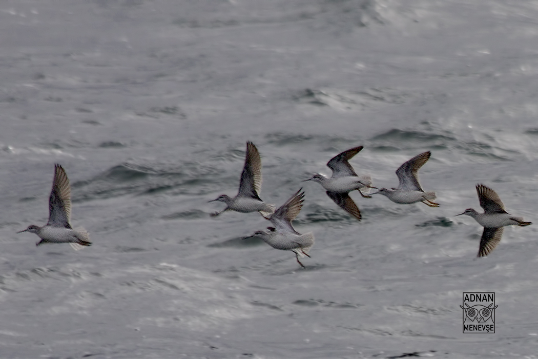 Wilson`s Phalarope