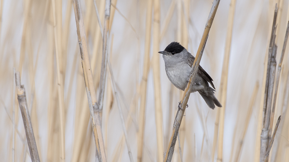 Eurasian Blackcap