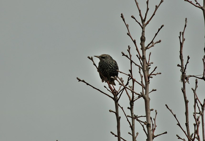 Common Starling