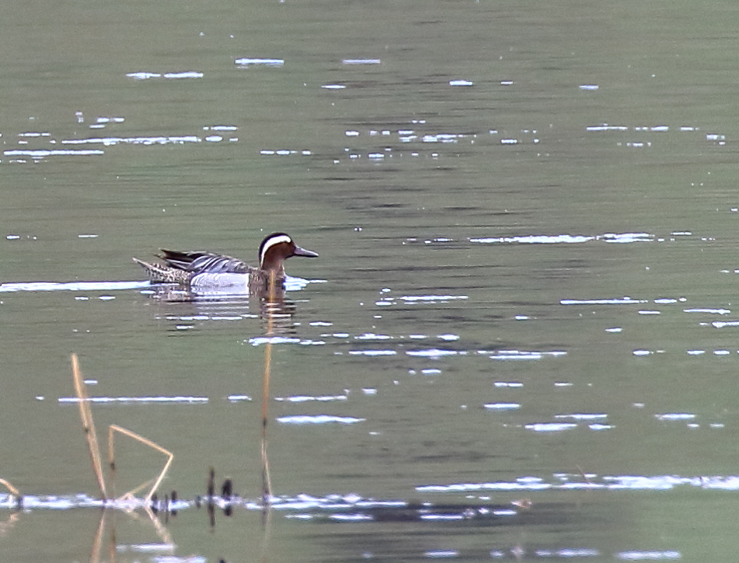 Garganey
