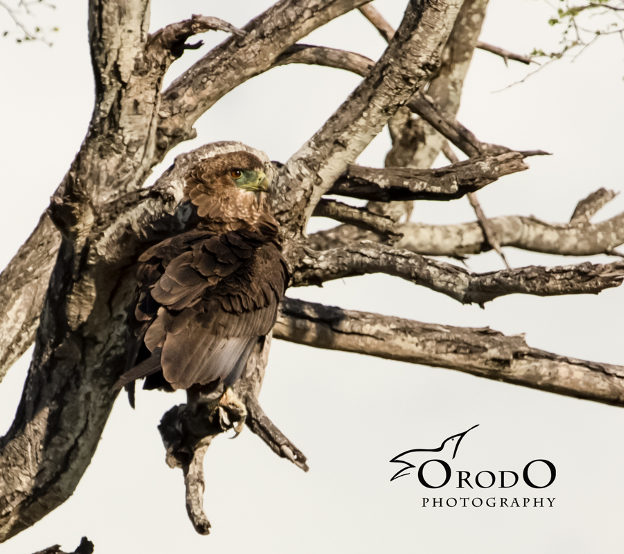 Bateleur