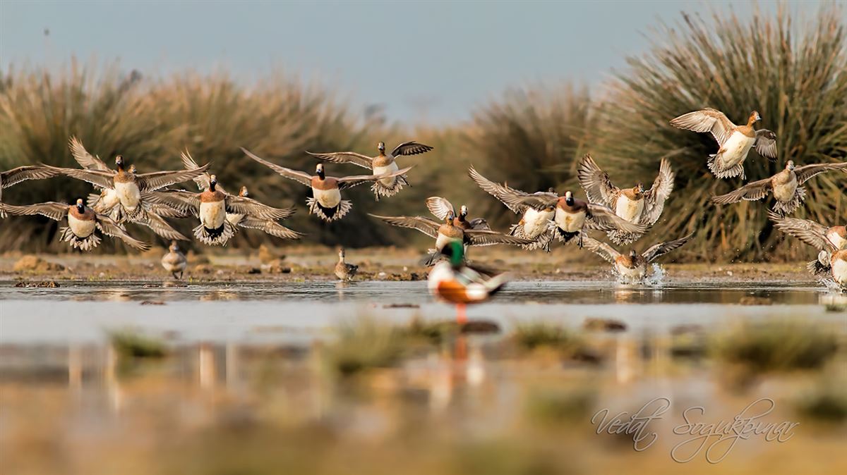 Eurasian Wigeon