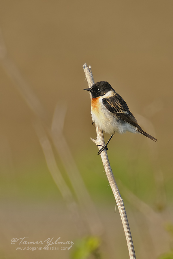 Siberian Stonechat