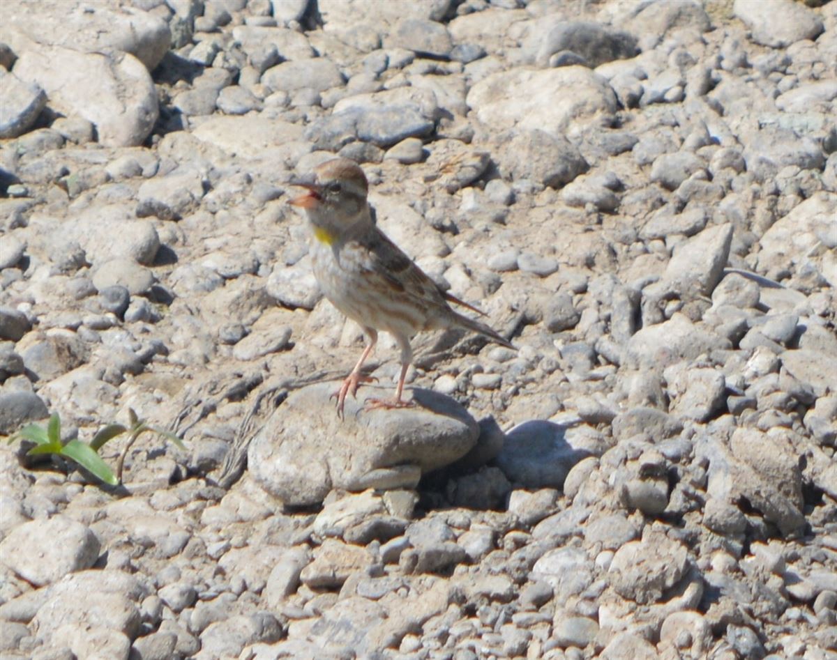 Rock Sparrow