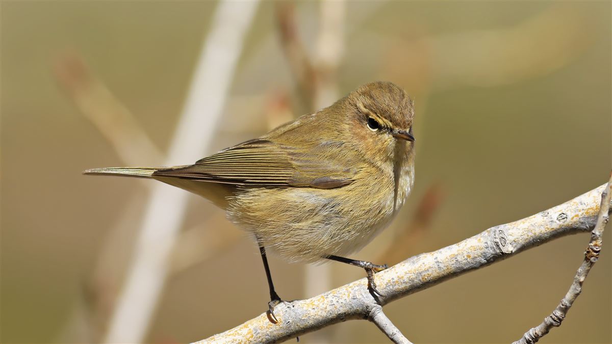 Common Chiffchaff