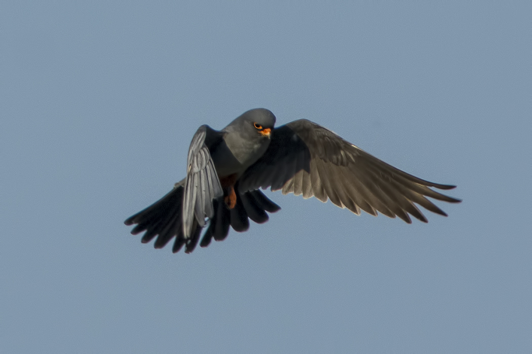 Red-footed Falcon
