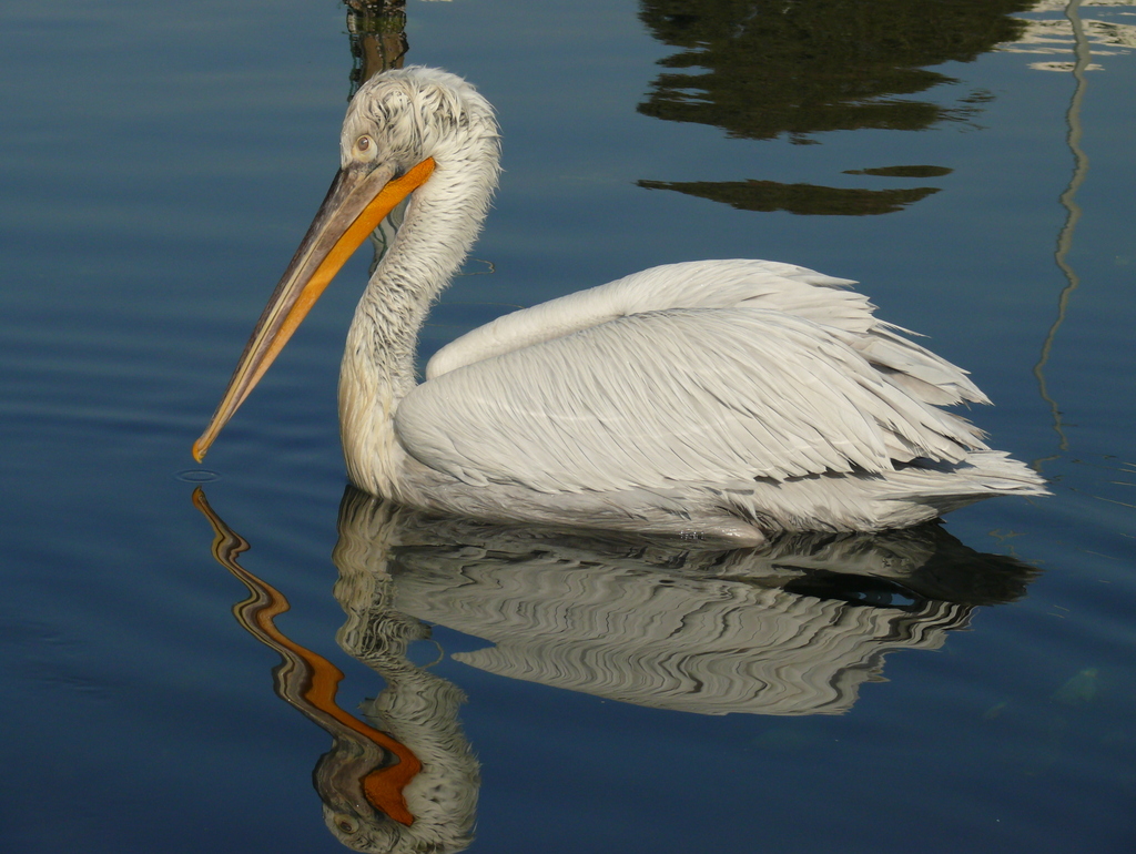 Dalmatian Pelican