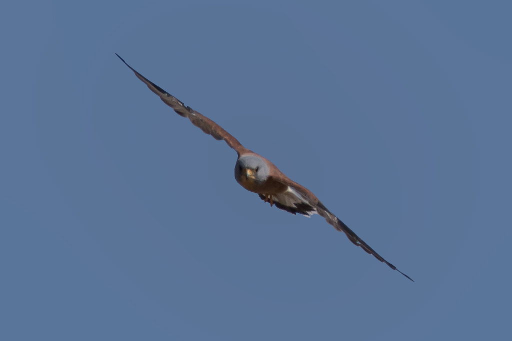 Lesser Kestrel