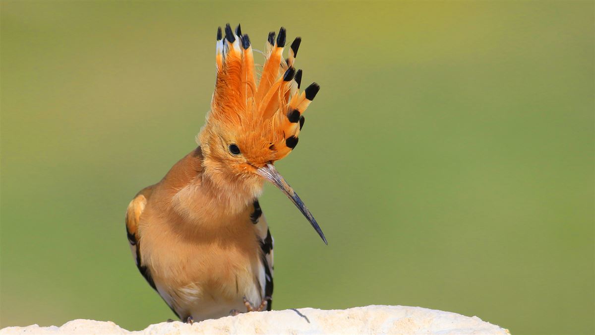 Common Hoopoe