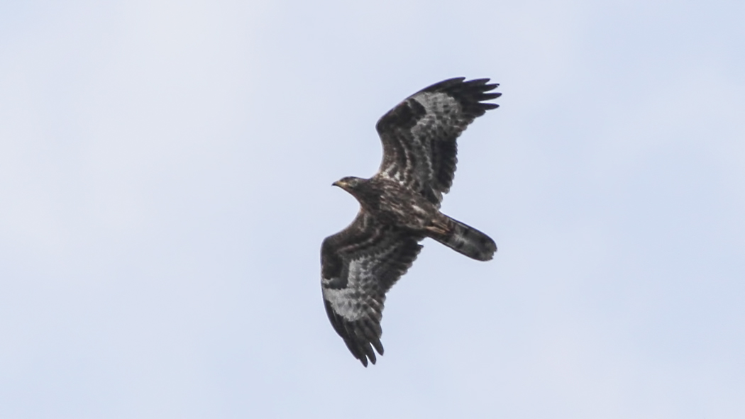 European Honey Buzzard