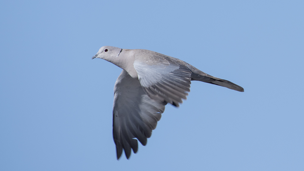 Eurasian Collared Dove