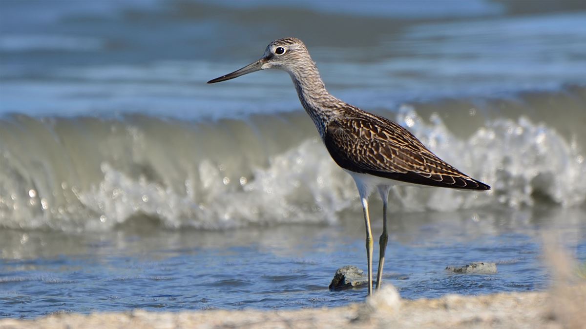 Common Greenshank