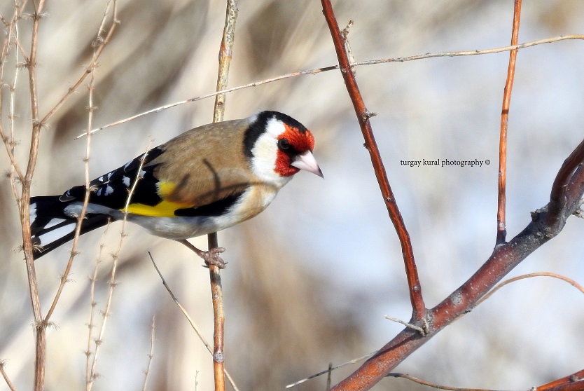 European Goldfinch