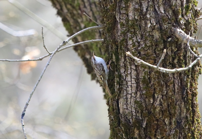 Short-toed Treecreeper