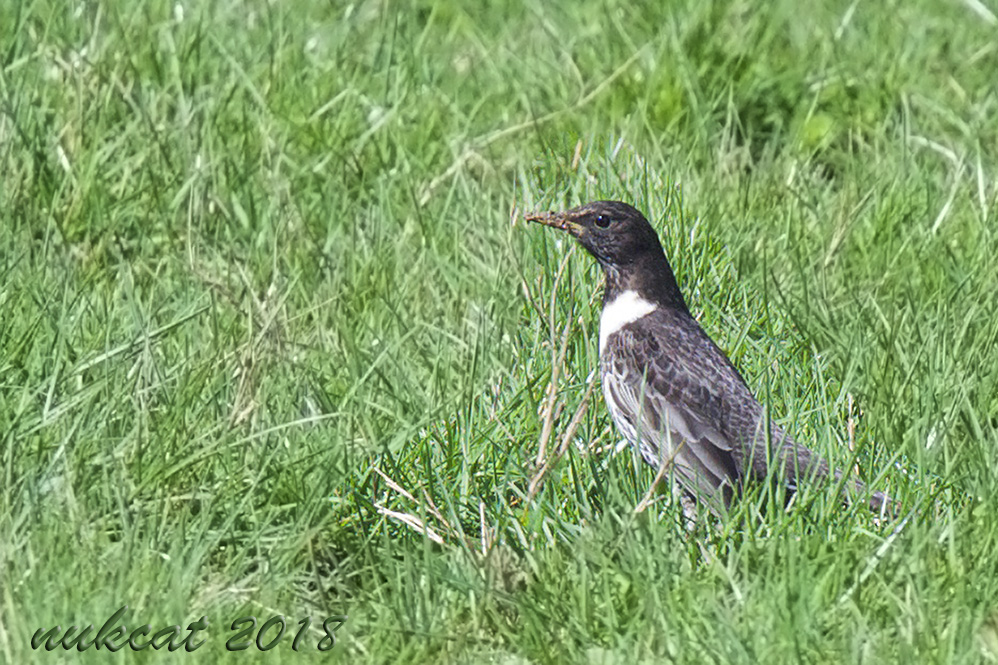 Ring Ouzel
