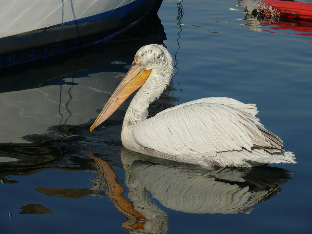 Dalmatian Pelican