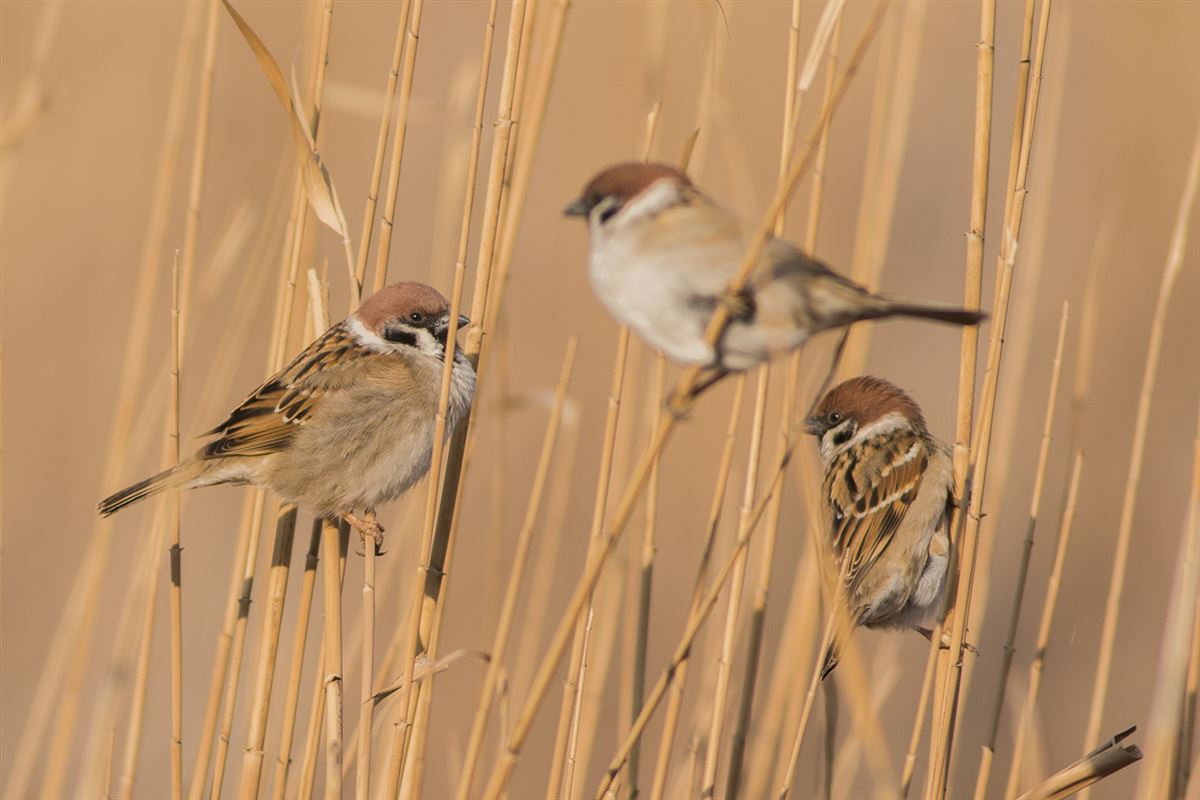 Eurasian Tree Sparrow