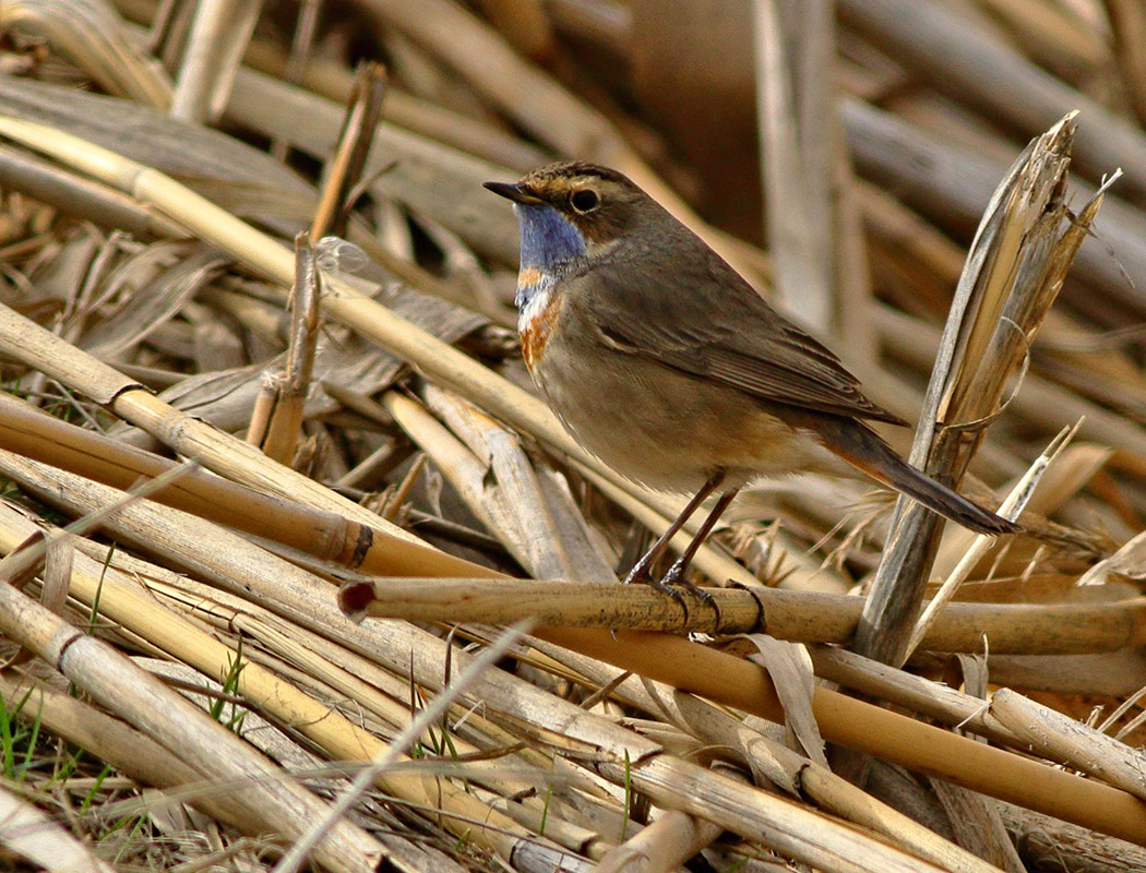 Bluethroat