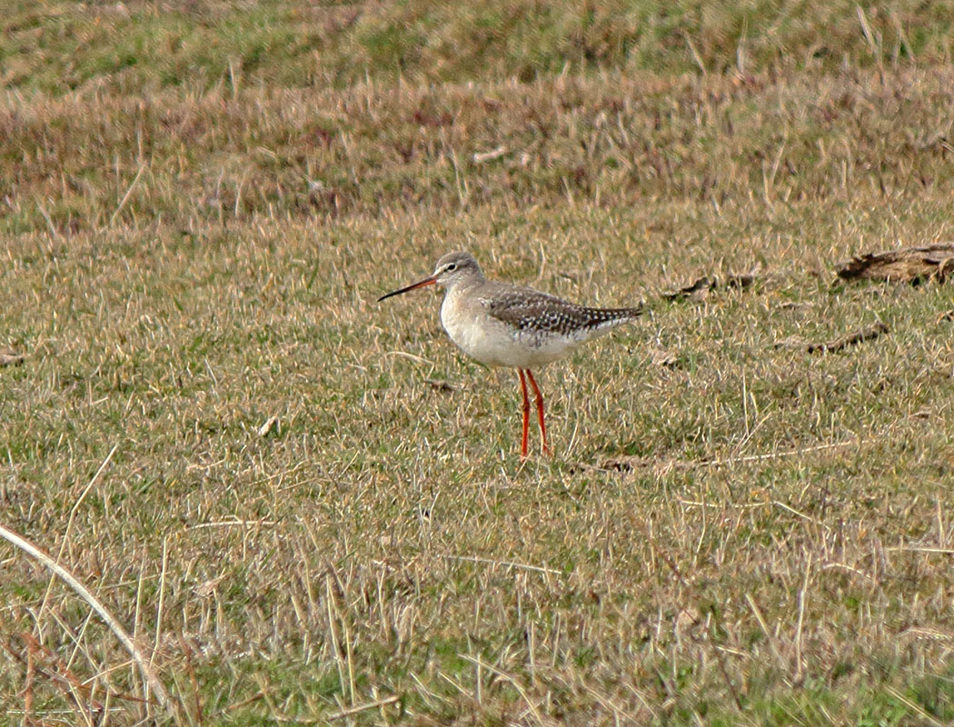 Spotted Redshank