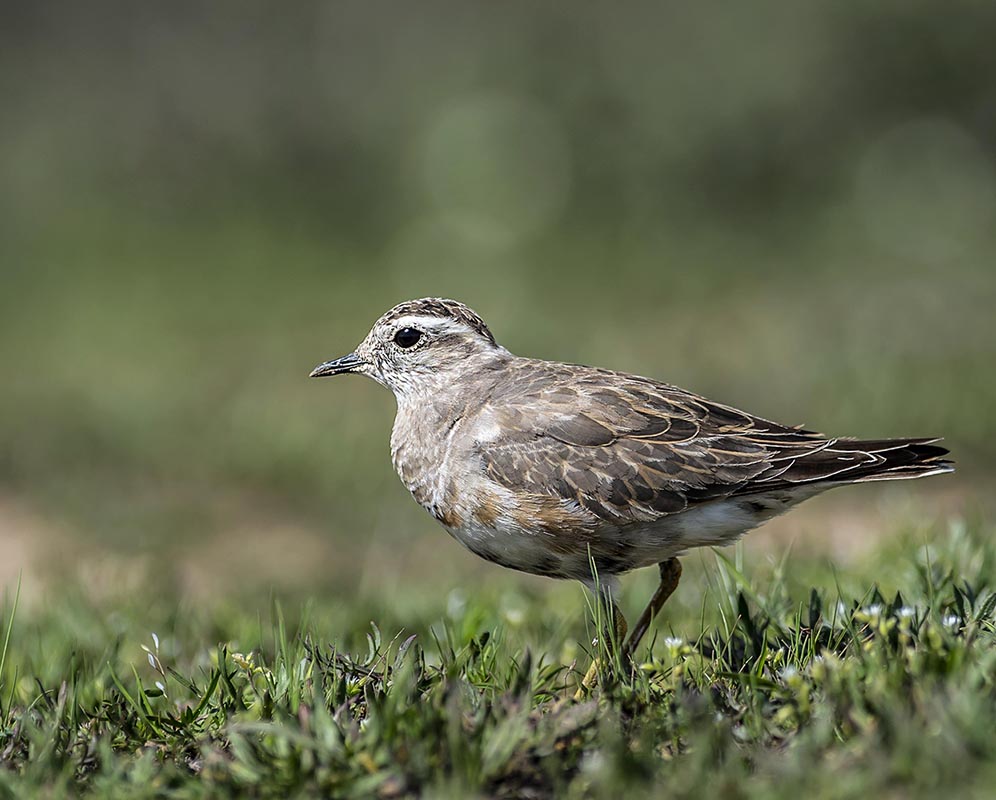 Dağ Cılıbıtı
