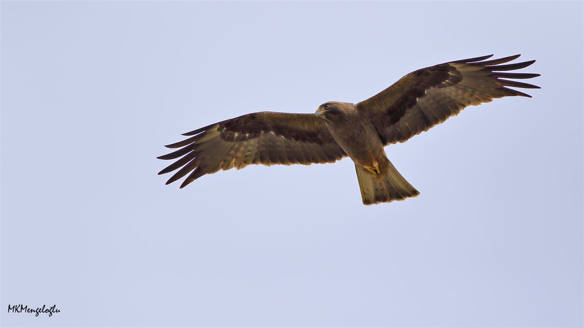 Küçük Kartal
