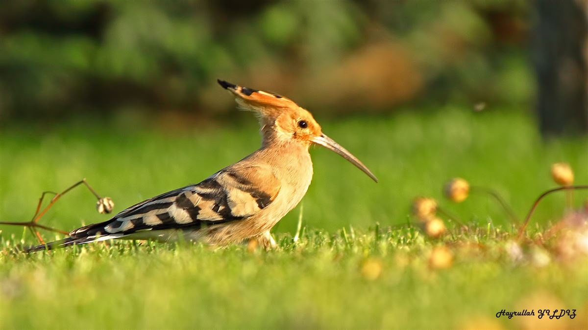 Common Hoopoe