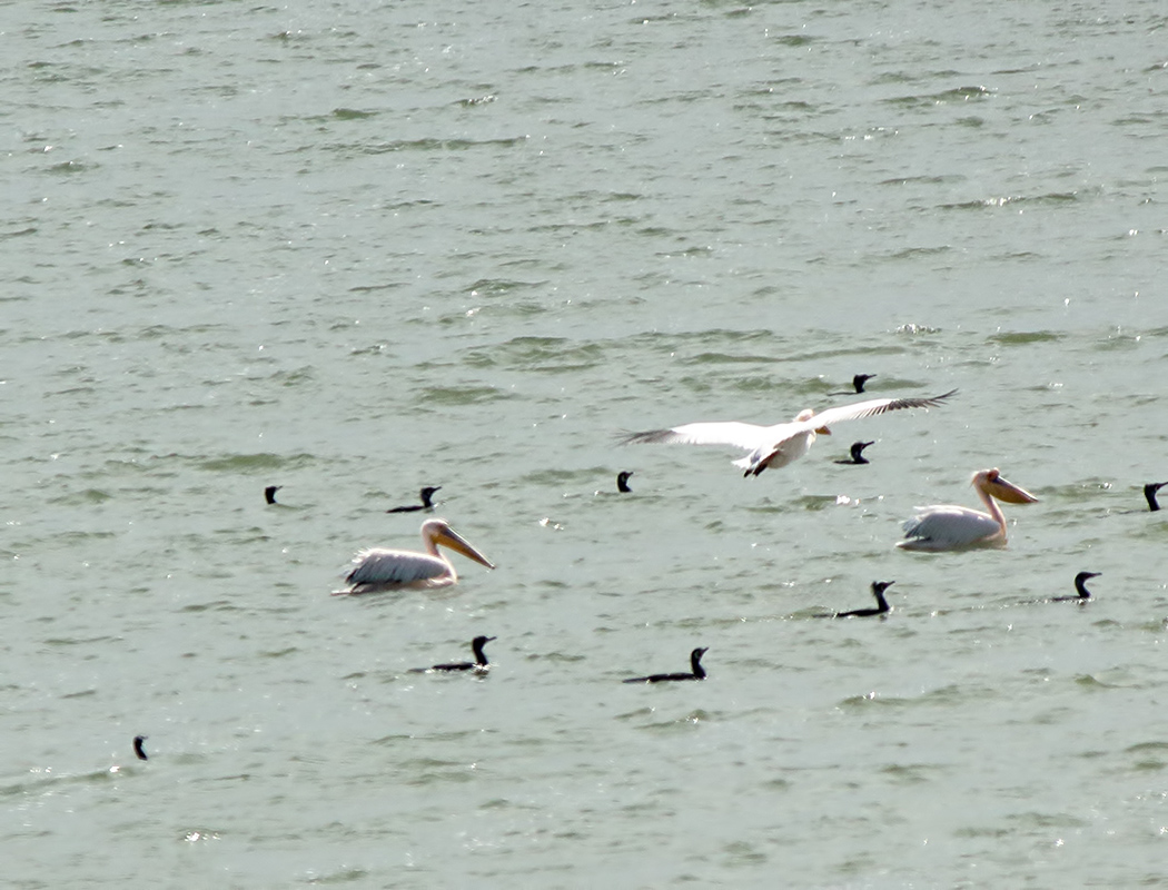 Great White Pelican