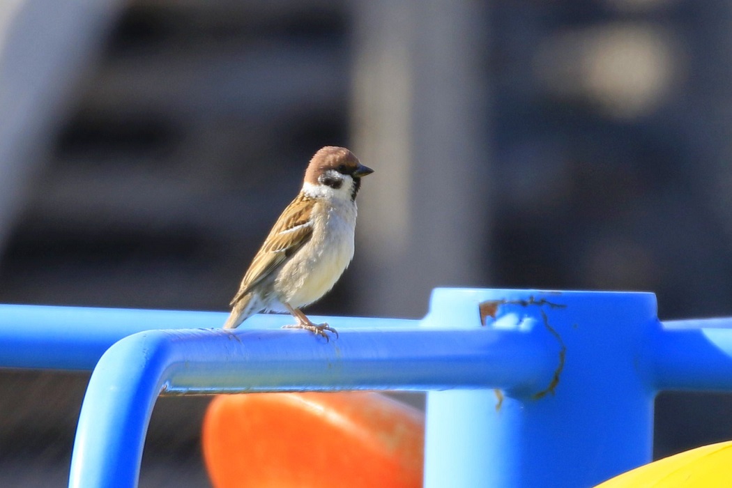 Eurasian Tree Sparrow