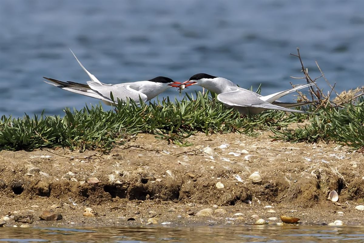 Common Tern