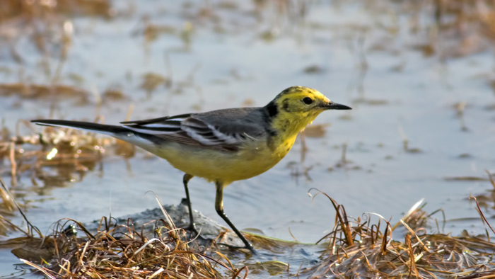 Citrine Wagtail