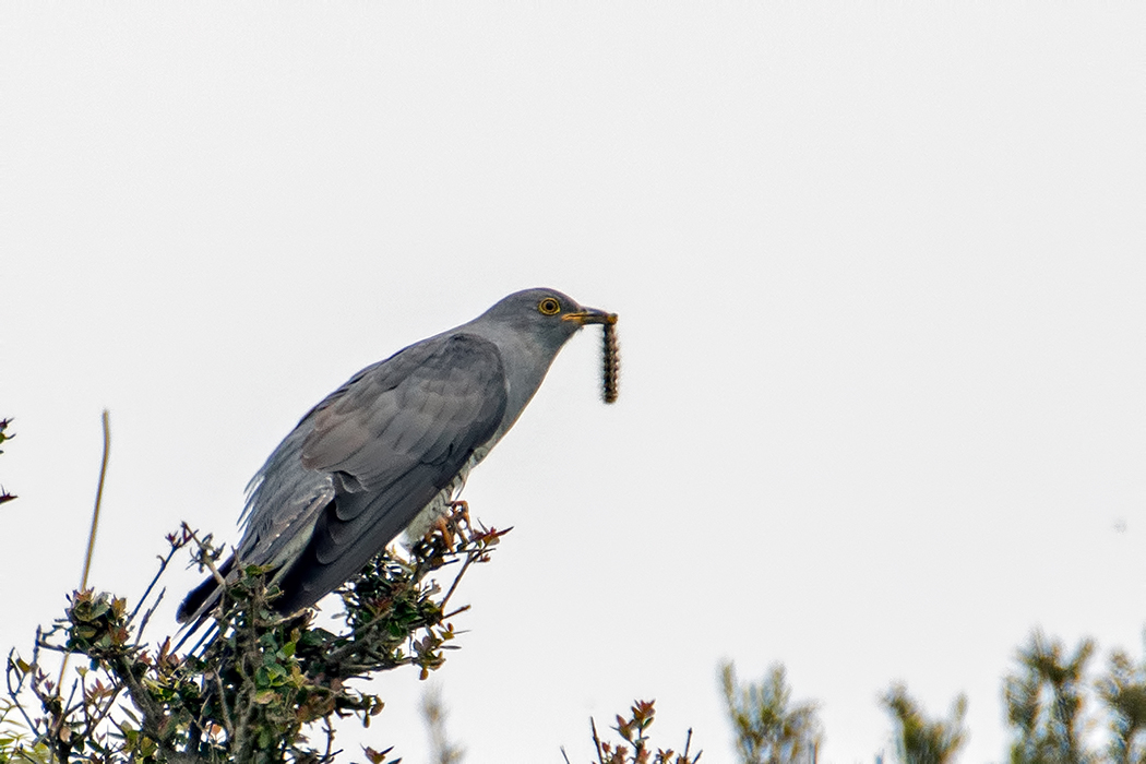 Common Cuckoo