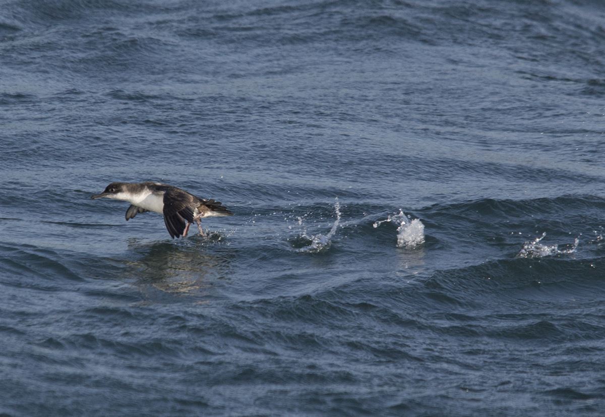Yelkouan Shearwater