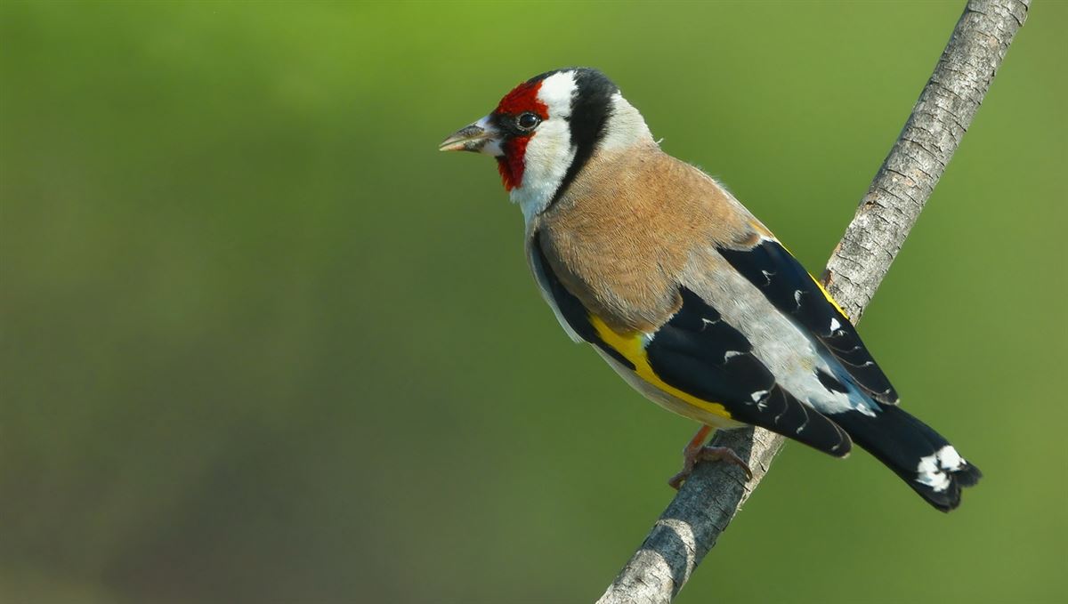 European Goldfinch