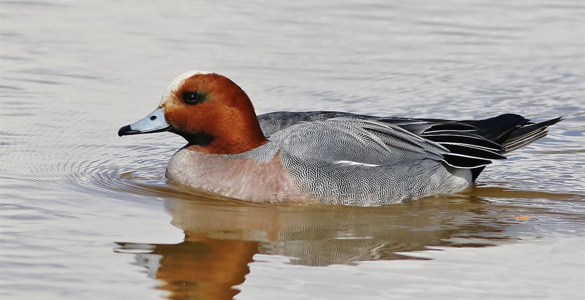 Eurasian Wigeon