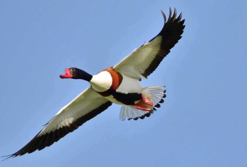 Common Shelduck