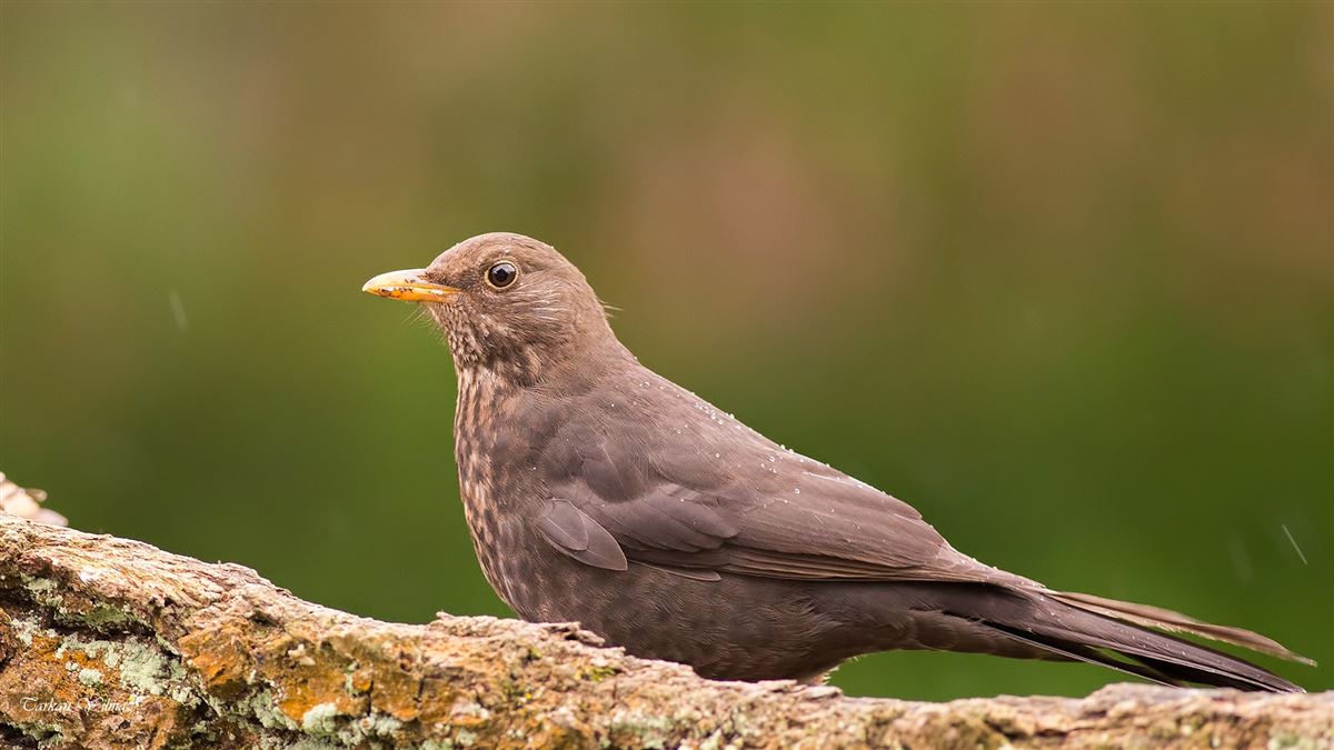 Common Blackbird