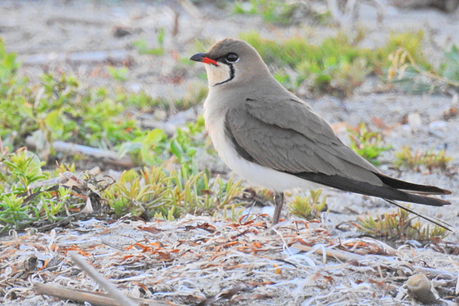 Collared Pratincole