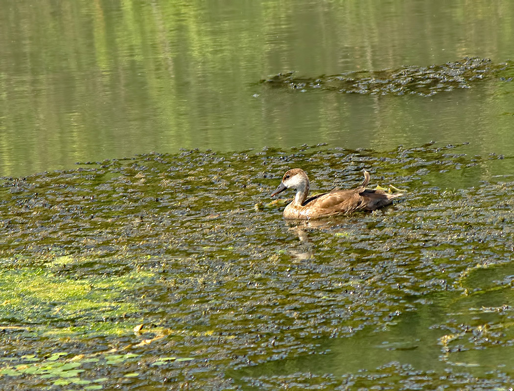 Red-crested Pochard
