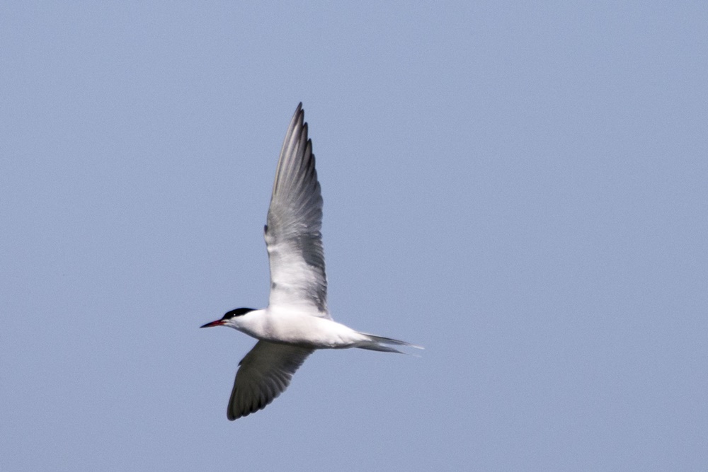 Common Tern