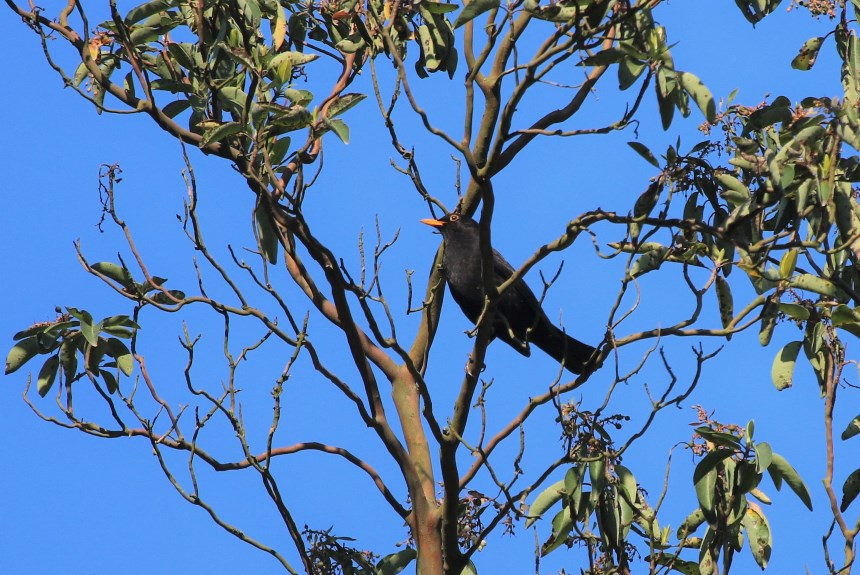 Common Blackbird